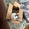 Lucifer is registered to the contest to win money with this photo: cat, cardboard_box, indoor, curious, pet, feline, white_and_gray, rug, couch, bed, striped_bedding, floor, looking_up, tail, ears, whiskers, home, cozy, sitting, relaxed