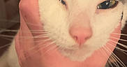 Lucifer joined the competition — help win amazing prizes! cat, hand, face, close_up, pet, animal, whiskers, pink_nose, indoor, cute, feline, domestic_cat, expression, squished_face, human_hand, fur, eye, portrait, mammal, companion_animal