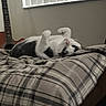 Lucifer is registered to the contest to win money with this photo: cat, bed, blanket, plaid, guitar, indoor, window, blinds, pet, relaxed, playful, white, gray, fur, animal, bedroom, soft_light, resting, cozy, furniture