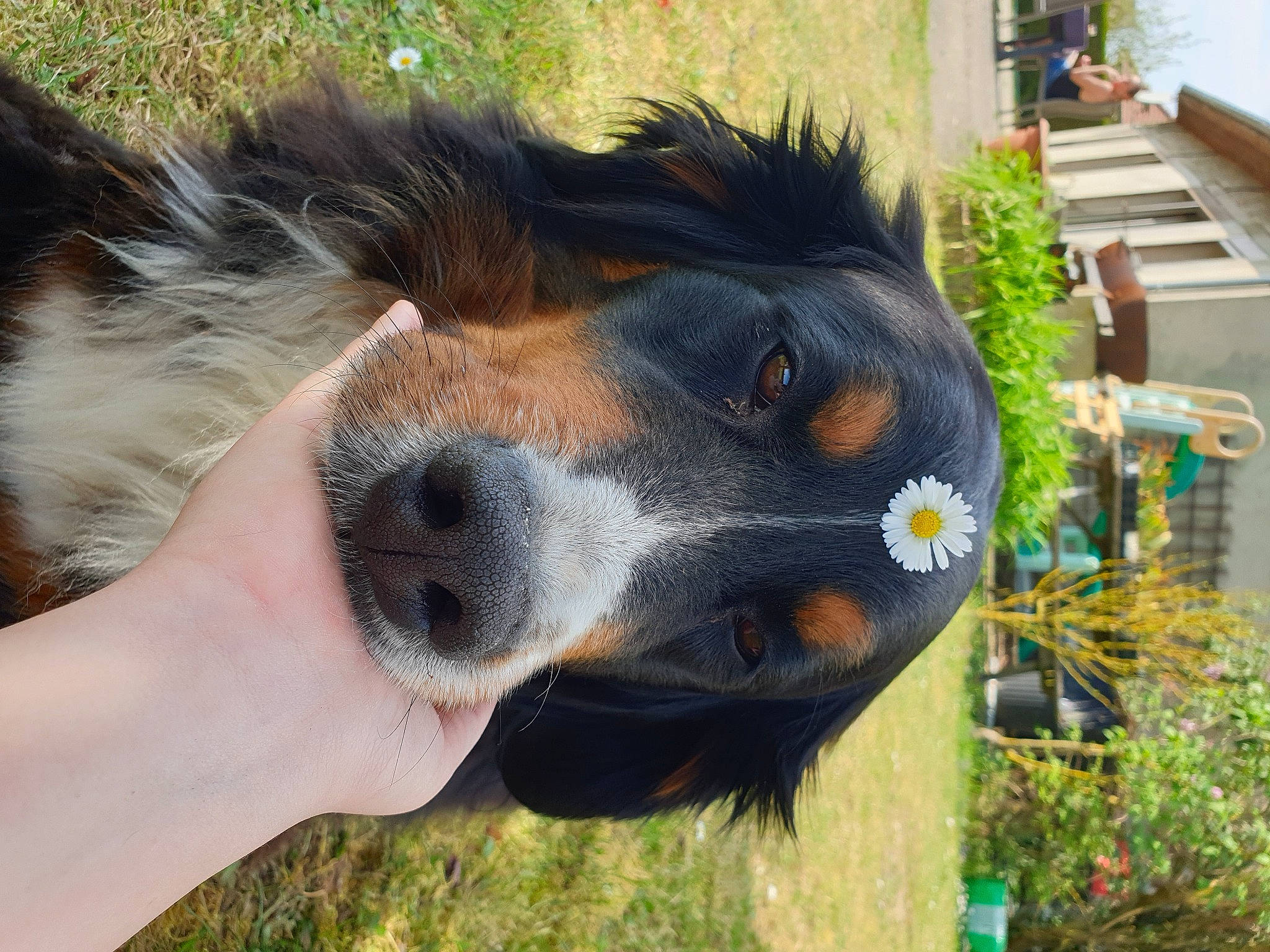 Joly a rejoint le concours — aidez-le/la à gagner de superbes lots ! bernese_mountain_dog, canidae, carnivore, collar, companion_dog, dog, dog_breed, fawn, fur, grass, horse, liver, plant, snout, sporting_group, tail, terrestrial_animal, whiskers, wildlife, working_animal