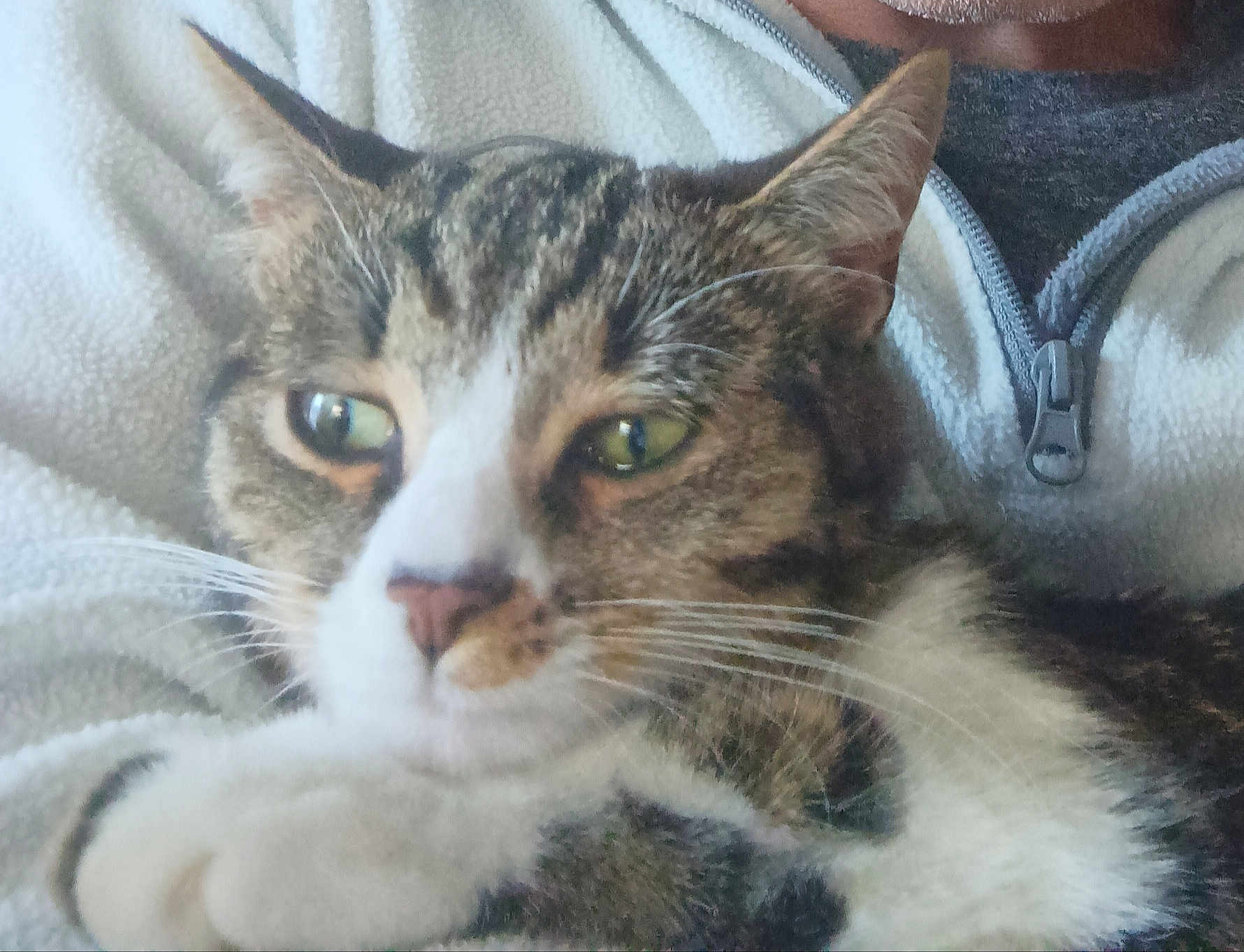 Mia participe au concours pour gagner de l'argent avec cette photo : cat, tabby, pet, close_up, fleece, soft_texture, whiskers, ears, paws, fur, domestic_animal, indoor, animal_face, relaxation, cozy, comfort, sleepy, companion, cute, portrait