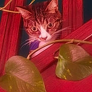 Mia participe au concours pour gagner de l'argent avec cette photo : animal, background, cat, closeup, curious, cute, eyes, face, feline, green, indoor, leaf, nature, pet, plant, red, tabby_cat, whiskers, window, wood
