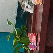 Mia participe au concours pour gagner de l'argent avec cette photo : cat, tabby_cat, pet, green_eyes, whiskers, curious, peek, indoor, shelf, wooden_shelf, plant, pothos, leaves, butterfly, paper_butterfly, decoration, colorful, surprised, portrait, vertical_orientation