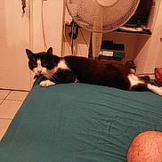 Tigrou participe au concours pour gagner de l'argent avec cette photo : cat, black_and_white_cat, bed, teal_bedspread, person_arm, person_knee, fan, shelf, binder, door, floor_tile, indoor, resting, pet, animal, furniture, room, human, relaxation, casual
