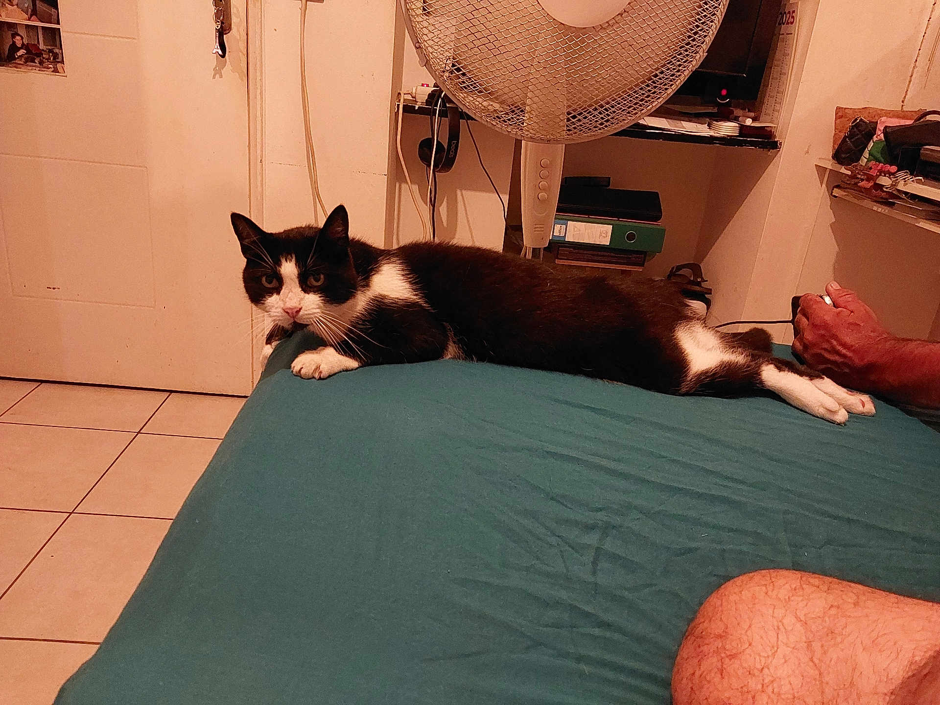 Tigrou