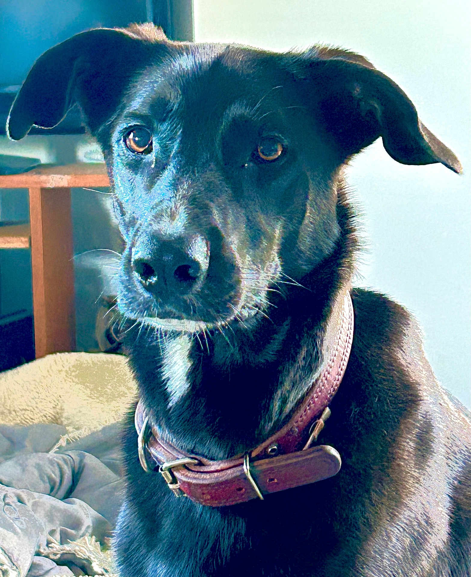 Rasta a rejoint le concours — aidez-le/la à gagner de superbes lots ! animal, bed, black_dog, blanket, brown_collar, canine, closeup, collar, cozy, dog, domestic_animal, eyes, fur, furniture, indoor, pet, portrait, resting, table, wooden_table