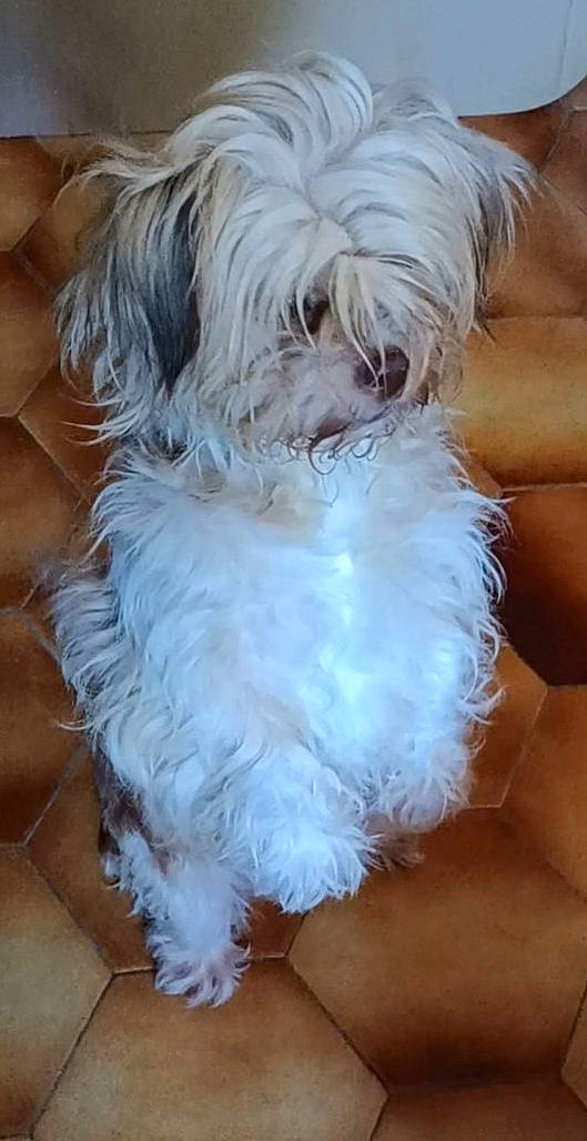 Lise a rejoint le concours — aidez-le/la à gagner de superbes lots ! canidae, carnivore, companion_dog, dog, dog_breed, dog_supply, fur, hair, maltepoo, natural_material, non_sporting_group, shih_poo, shih_tzu, small_terrier, snout, sporting_group, terrier, toy_dog, working_animal, yorkipoo