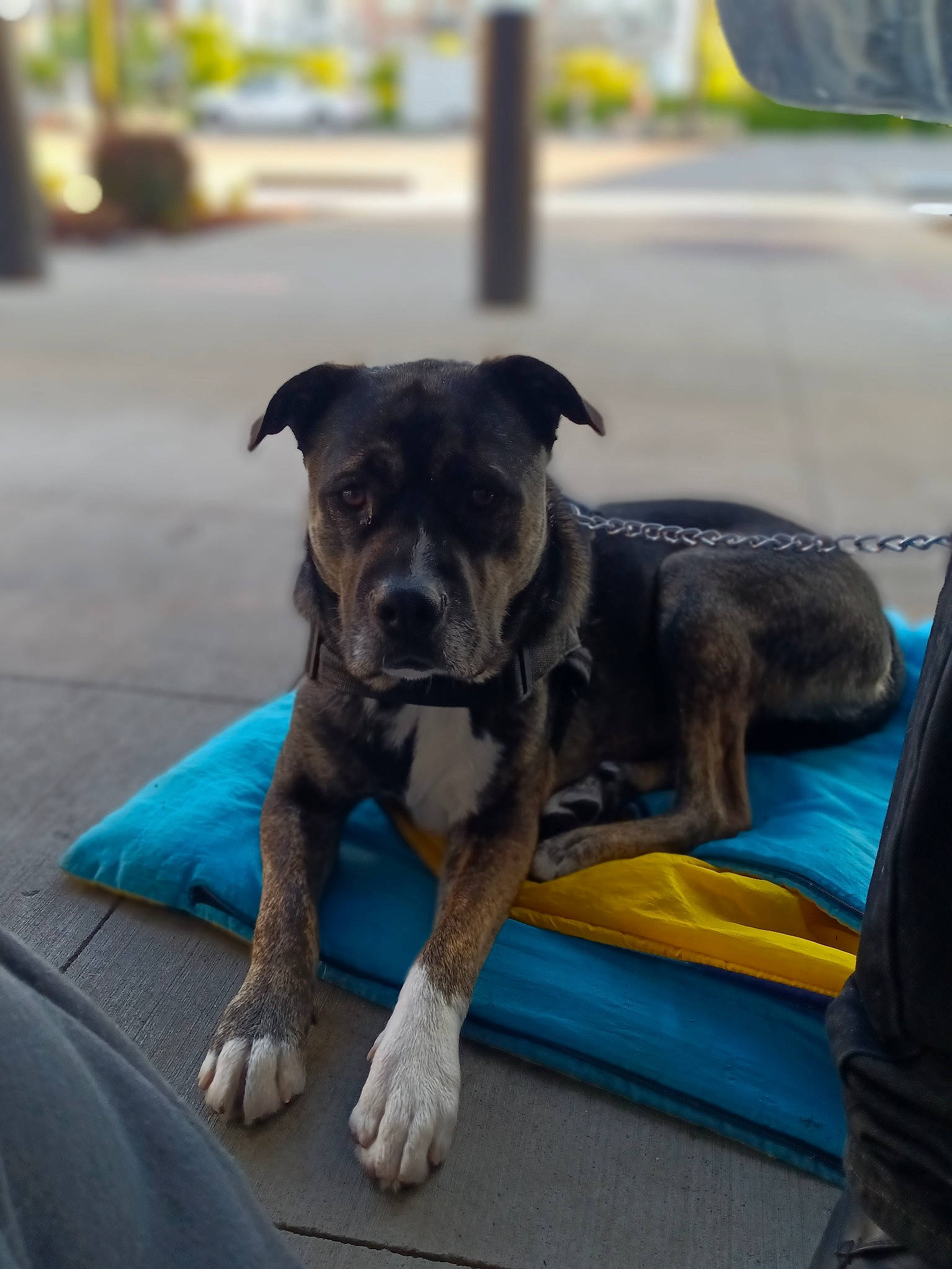 Pongo is registered to the contest to win money with this photo: canidae, carnivore, companion_dog, dog, dog_breed, dog_collar, guard_dog, houseplant, non_sporting_group, snout, sporting_group, terrier, toy_dog, working_animal, working_dog