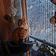 Amone a rejoint le concours — aidez-le/la à gagner de superbes lots ! cat, cat_tree, window, snow, indoor, plant, curtains, mesh_screen, pet, feline, cozy, gazing, frost, winter, home_interior, animal, looking_outside, soft_light, perched, domestic