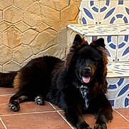 Blue a rejoint le concours — aidez-le/la à gagner de superbes lots ! animal, black_dog, blue_and_white, canine, dog, ears, fluffy, fur, happy, lying_down, outdoor, patterned_tiles, paws, pet, resting, stairs, terracotta_tiles, textured_wall, tongue_out, wall