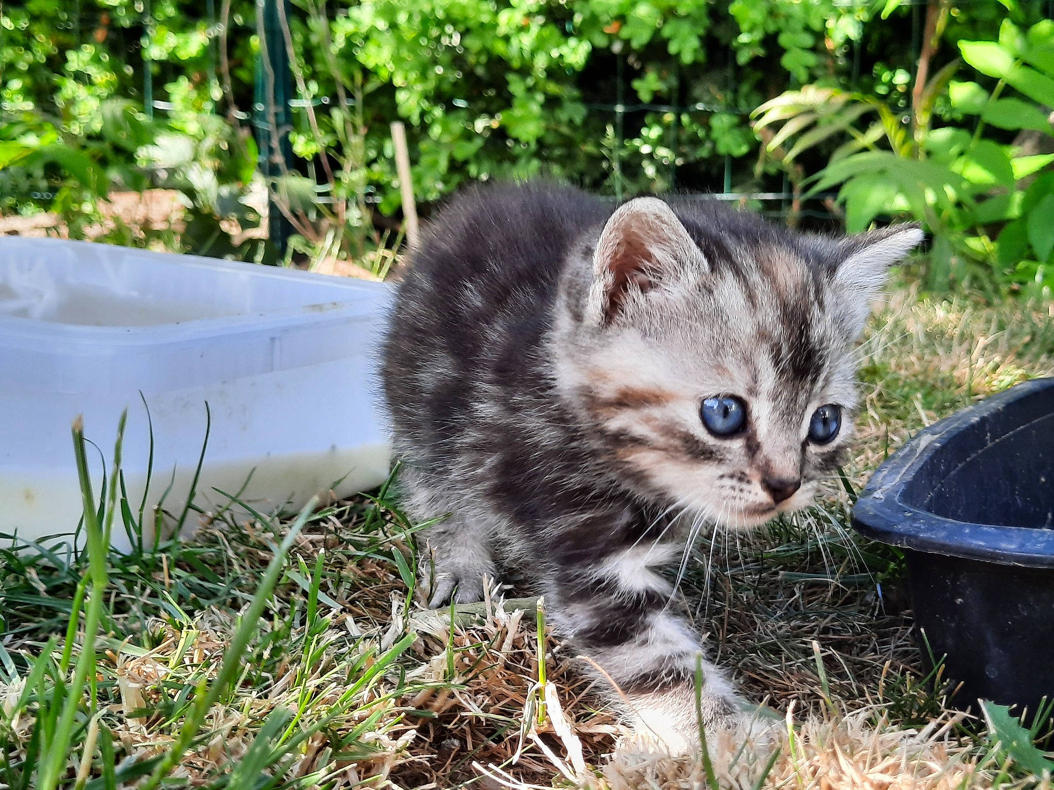 Donalde a rejoint le concours — aidez-le/la à gagner de superbes lots ! carnivore, cat, domestic_short_haired_cat, felidae, fur, groundcover, kitten, small_to_medium_sized_cats, snout, tabby_cat, terrestrial_animal, whiskers