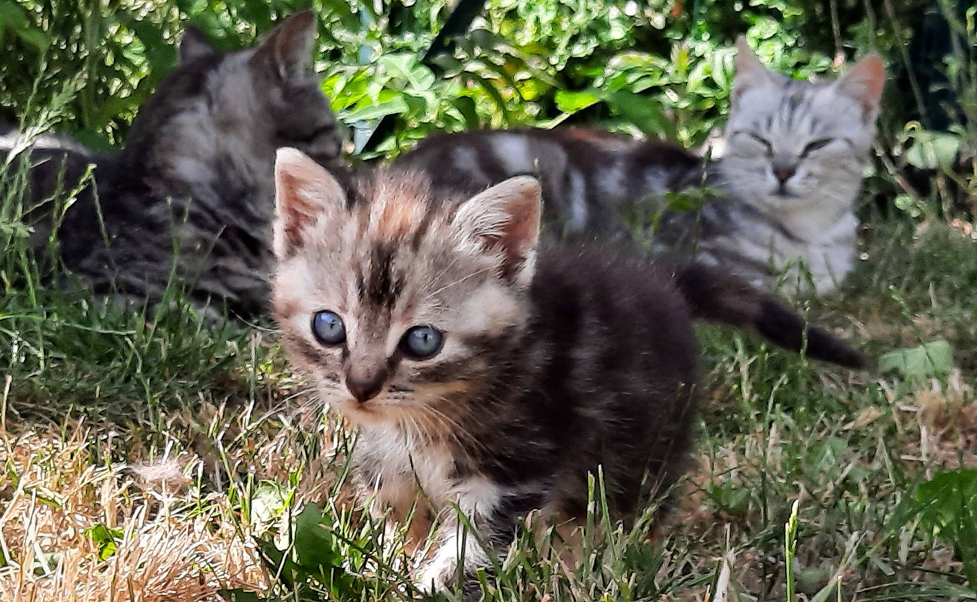 Donalde a rejoint le concours — aidez-le/la à gagner de superbes lots ! carnivore, cat, felidae, fur, groundcover, kitten, organism, small_to_medium_sized_cats, snout, terrestrial_animal, vertebrate, whiskers