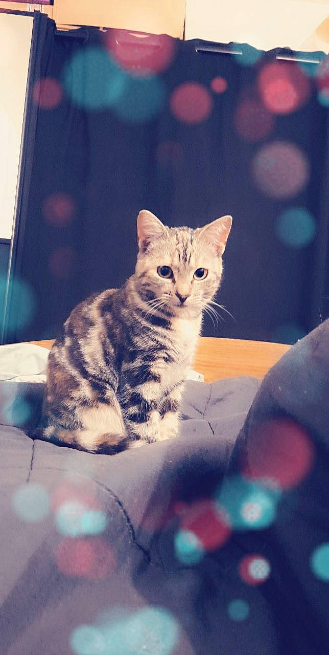 Donalde participe au concours pour gagner de l'argent avec cette photo : carnivore, cat, cat_supply, domestic_short_haired_cat, felidae, fur, kitten, pet_supply, small_to_medium_sized_cats, snout, tabby_cat, tail, terrestrial_animal, vertebrate, whiskers