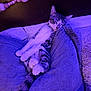Cash is registered to the contest to win money with this photo: animal, bed, blanket, cat, cozy, cute, domestic_cat, fur, indoor, peaceful, pet, pillow, purple_light, relaxation, resting, sleeping, soft, tabby, tail, whiskers