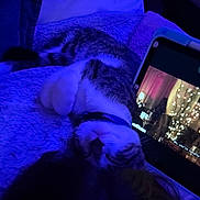Cash joined the competition — help win amazing prizes! animal, blanket, blue_light, cat, collar, comfort, cozy, electronics, fur, indoor, night, pet, relaxing, resting, screen, sleeping, soft, tabby, tablet, technology