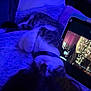 animal, blanket, blue_light, cat, collar, comfort, cozy, electronics, fur, indoor, night, pet, relaxing, resting, screen, sleeping, soft, tabby, tablet, technology