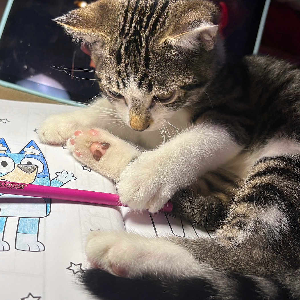 Cash is registered to the contest to win money with this photo: blue, cartoon, cat, close_up, colored_pencil, coloring_book, crayola, curious, drawing, fur, indoor, kitten, paw, pet, pink, playful, striped, table, whiskers, young