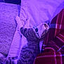 Cash is registered to the contest to win money with this photo: bed, blanket, cat, collar, comfort, cozy, domestic_animal, feline, fur, indoor, nap, pet, pillow, purple_light, quiet, relaxation, rest, sleeping, soft, striped