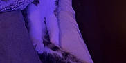 Cash joined the competition — help win amazing prizes! animal, bed, blanket, cat, collar, comfort, cozy, cute, feline, fur, hand, indoor, paw, pet, pillow, purple_light, relaxed, resting, sleeping, whiskers