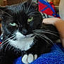 Smokey is registered to the contest to win money with this photo: cat, tuxedo_cat, black_and_white, green_eyes, whiskers, paw, close_up, indoor, blanket, blue_blanket, pet, feline, fur, relaxed, animal, cute, resting, household, domestic_cat, portrait