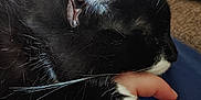Smokey joined the competition — help win amazing prizes! cat, black_and_white_cat, paw, hand, resting, close_up, feline, pet, domestic_animal, whiskers, fur, sleeping, comfort, indoor, human_hand, touch, gentle, relaxation, companion, affection