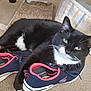 Smokey joined the competition — help win amazing prizes! cat, black_and_white_cat, cat_lying_down, sneakers, navy_sneakers, pink_trim, carpet, cat_bed, scratching_pad, indoor, pet, whiskers, relaxed, feline, paw, fur, looking_at_camera, cozy, domestic_cat, resting