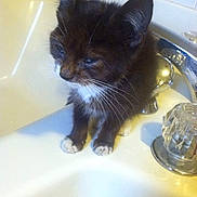 Smokey joined the competition — help win amazing prizes! kitten, cat, sink, bathroom, faucet, white_tiles, small_animal, pet, fur, whiskers, paws, domestic_animal, cute, sleepy, young, indoors, animal, black_and_white, closeup, still_life