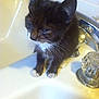 kitten, cat, sink, bathroom, faucet, white_tiles, small_animal, pet, fur, whiskers, paws, domestic_animal, cute, sleepy, young, indoors, animal, black_and_white, closeup, still_life
