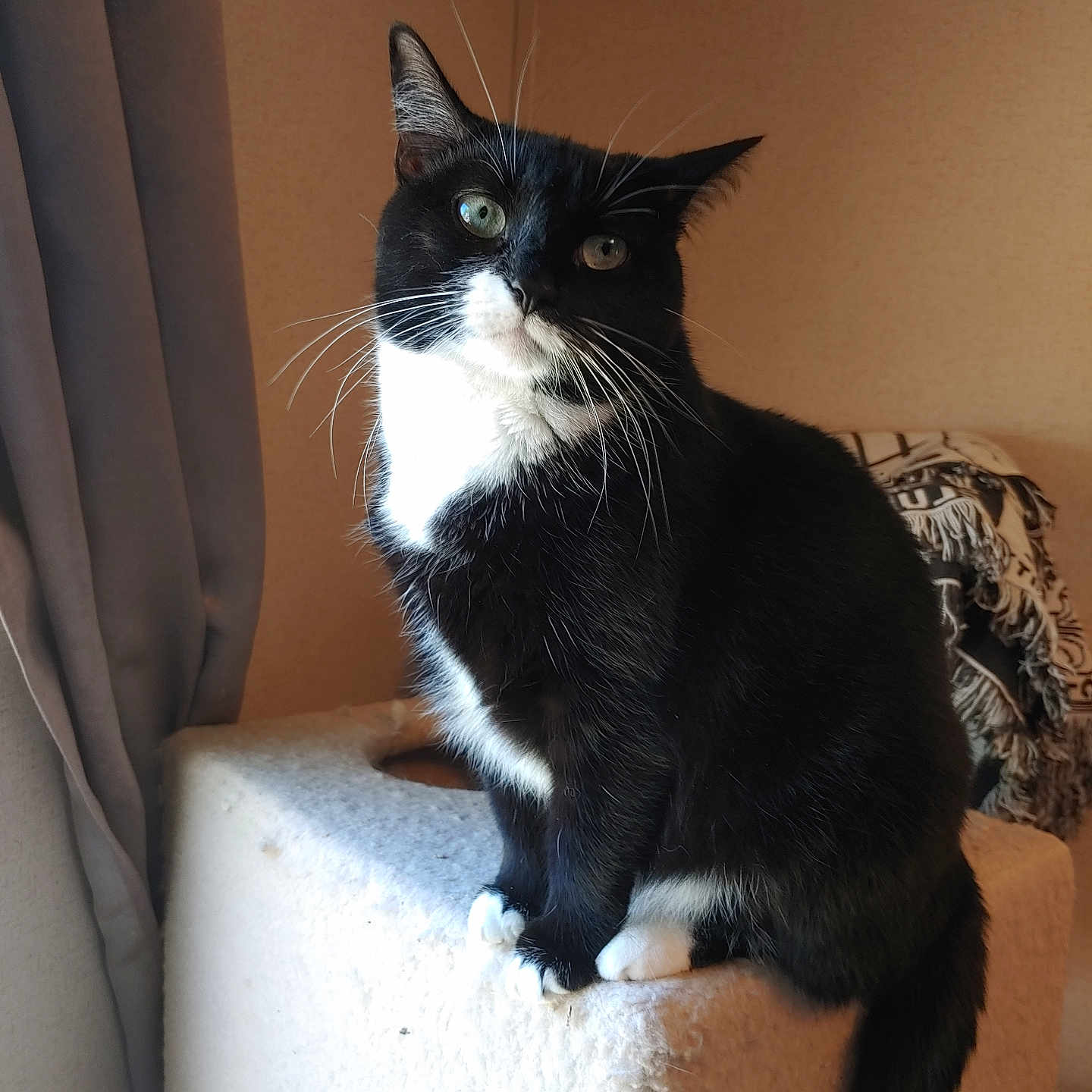 Smokey joined the competition — help win amazing prizes! animal, black_and_white, blanket, cat, cat_tree, cozy, curious, curtains, domestic, feline, fur, furniture, home, indoor, pet, portrait, sitting, soft_light, whiskers, window