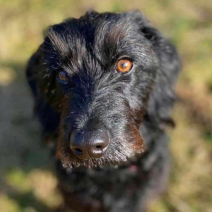 Luna is registered to the contest to win money with this photo: airedale, animal, ball, canine, cockerspaniel, dog, football, hound, labradorretriever, newfoundland, pet, pig, poodle, puppy, snout, soccer, soccerball, sport, terrier, whitedog