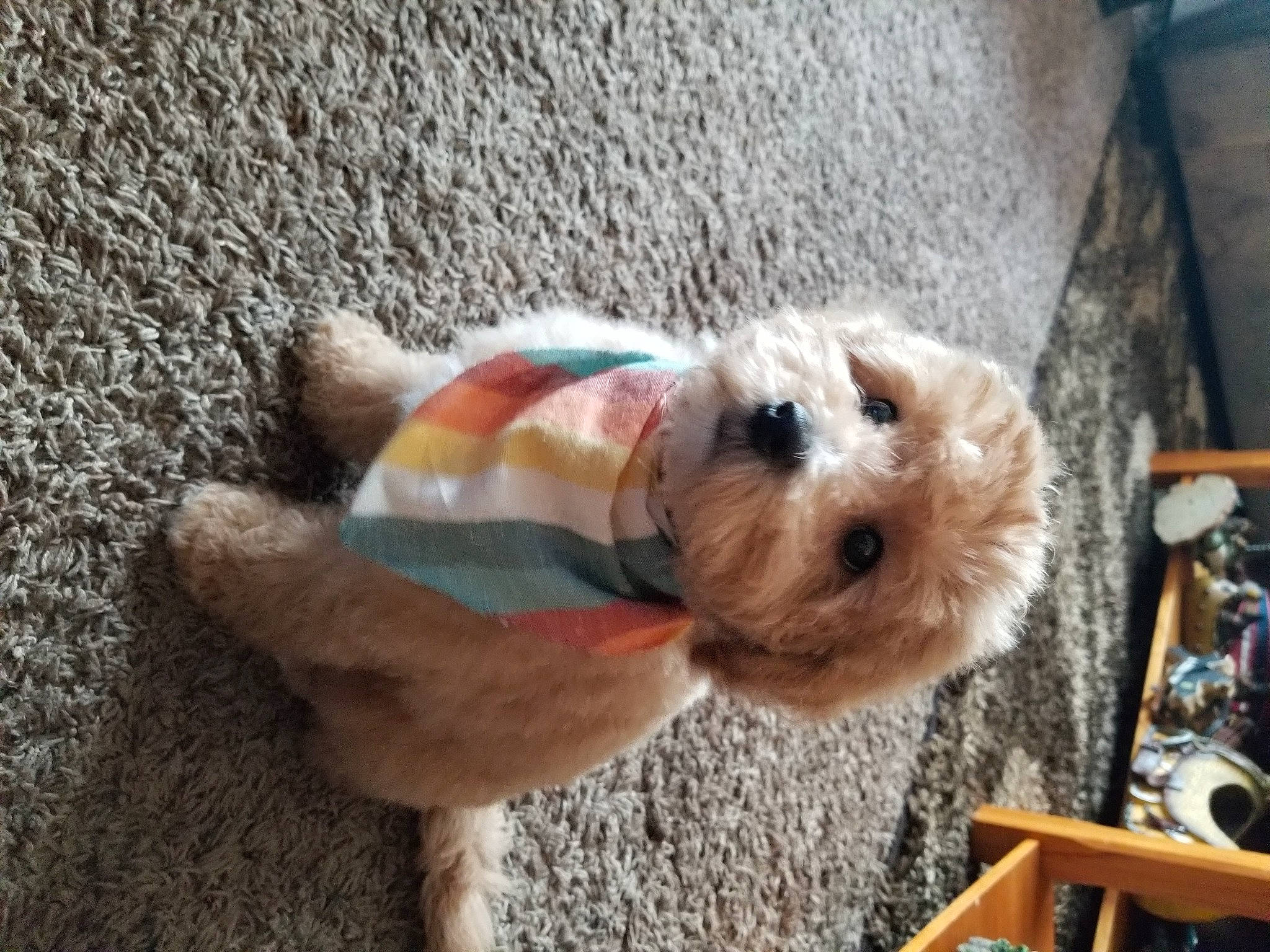 Ginger joined the competition — help win amazing prizes! carnivore, chair, collar, companion_dog, dog, dog_breed, dog_clothes, dog_collar, dog_supply, fawn, fur, leash, pet_supply, small_terrier, sporting_group, terrier, toy, toy_dog, welsh_terrier, wire_hair_fox_terrier