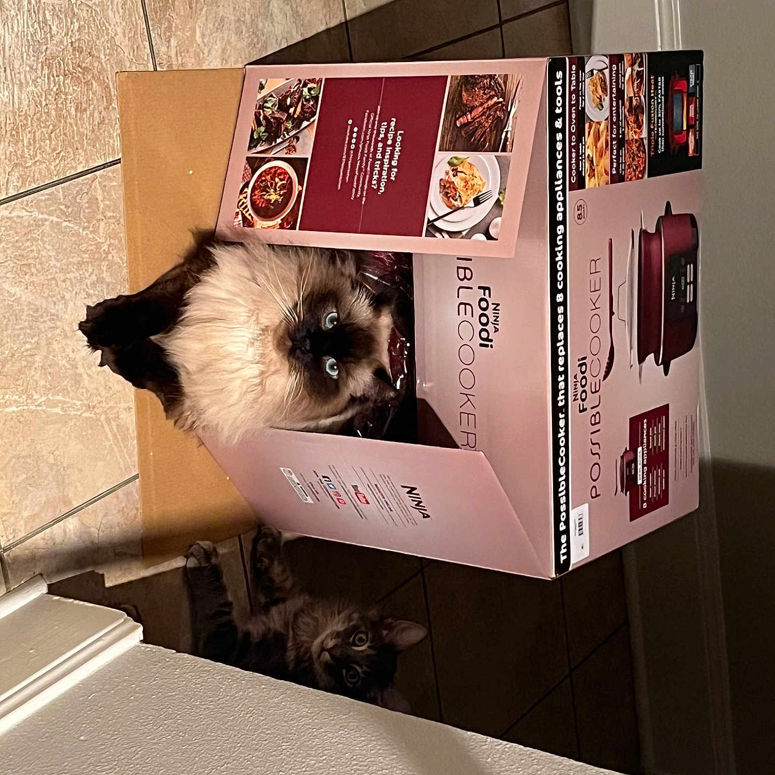 Callisto is registered to the contest to win money with this photo: advertising, box, cardboard, carmine, carnivore, carton, event, felidae, font, fur, packaging_and_labeling, packing_materials, room, shipping_box, small_to_medium_sized_cats, whiskers