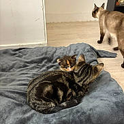 Saphir a rejoint le concours — aidez-le/la à gagner de superbes lots ! cat, kitten, animal, pet, indoor, blanket, floor, feline, tabby_cat, siamese_cat, fur, resting, walking, cute, cozy, domestic, companion, young_animal, grey_blanket, wooden_floor