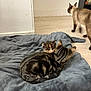 animal, blanket, cat, companion, cozy, cute, domestic, feline, floor, fur, grey_blanket, indoor, kitten, pet, resting, siamese_cat, tabby_cat, walking, wooden_floor, young_animal