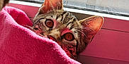 Saphir participe au concours pour gagner de l'argent avec cette photo : cat, tabby, blanket, pink, window, frosted_glass, indoor, pet, curious, cozy, sunlight, animal, ears, whiskers, face, feline, soft, home, cute, relaxed