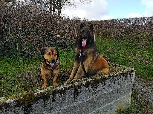 Ninette participe au concours pour gagner de l'argent avec cette photo : ancient_dog_breeds, art, canidae, carnivore, cloud, companion_dog, dog, dog_breed, fawn, gas, german_shepherd_dog, grass, guard_dog, old_german_shepherd_dog, plant, sky, sporting_group, terrestrial_animal, tree, working_dog