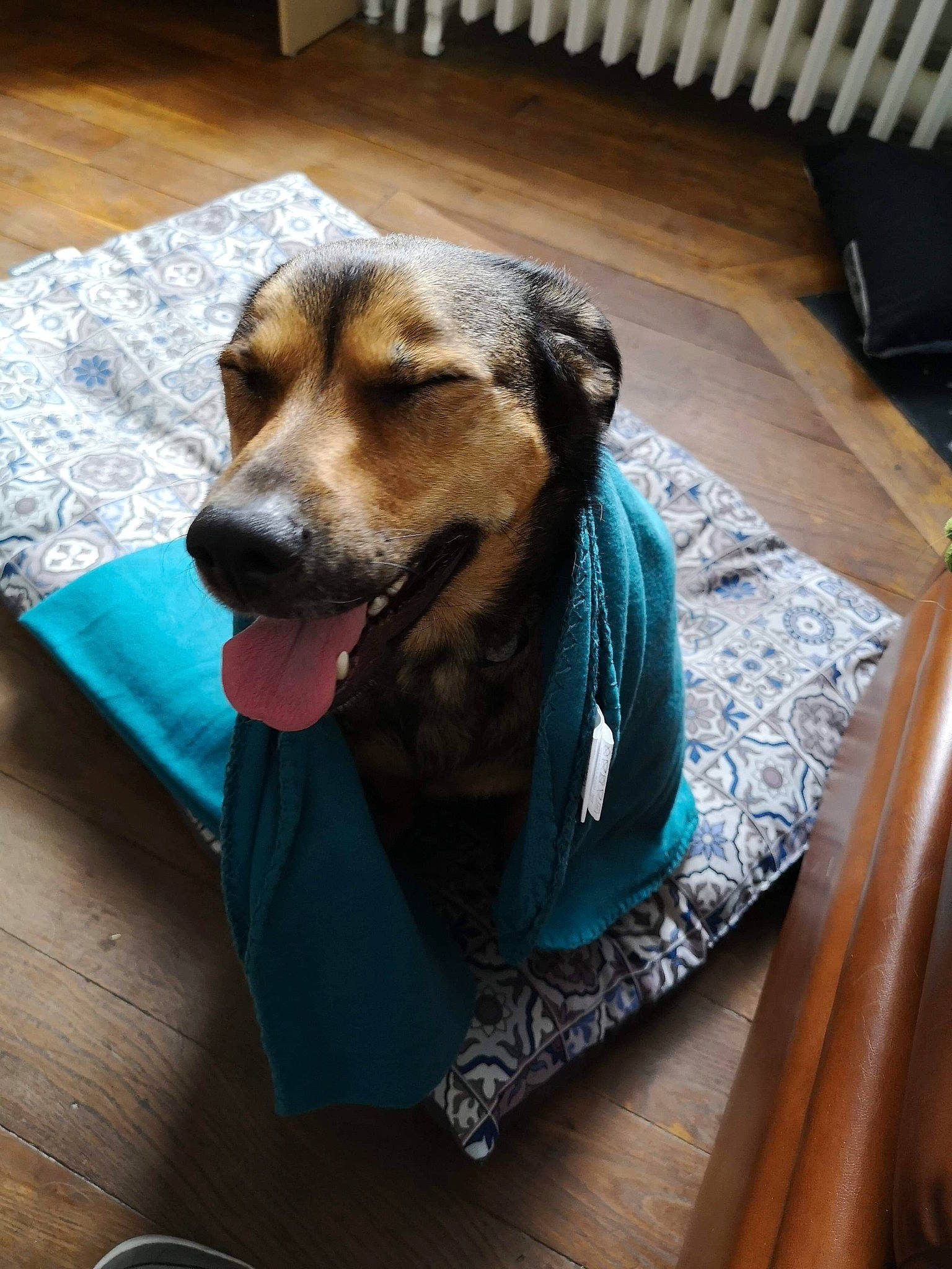 Ninette a rejoint le concours — aidez-le/la à gagner de superbes lots ! bluetick_coonhound, canidae, carnivore, companion_dog, coonhound, dog, dog_breed, english_coonhound, mammal, snout, vertebrate