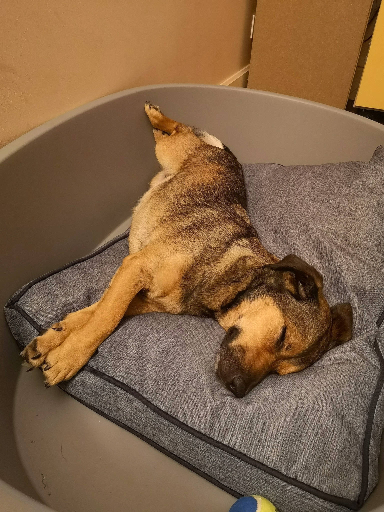 Ninette participe au concours pour gagner de l'argent avec cette photo : canidae, carnivore, cat, comfort, dog, dog_breed, fawn, felidae, nap, paw, puppy, small_to_medium_sized_cats, tail