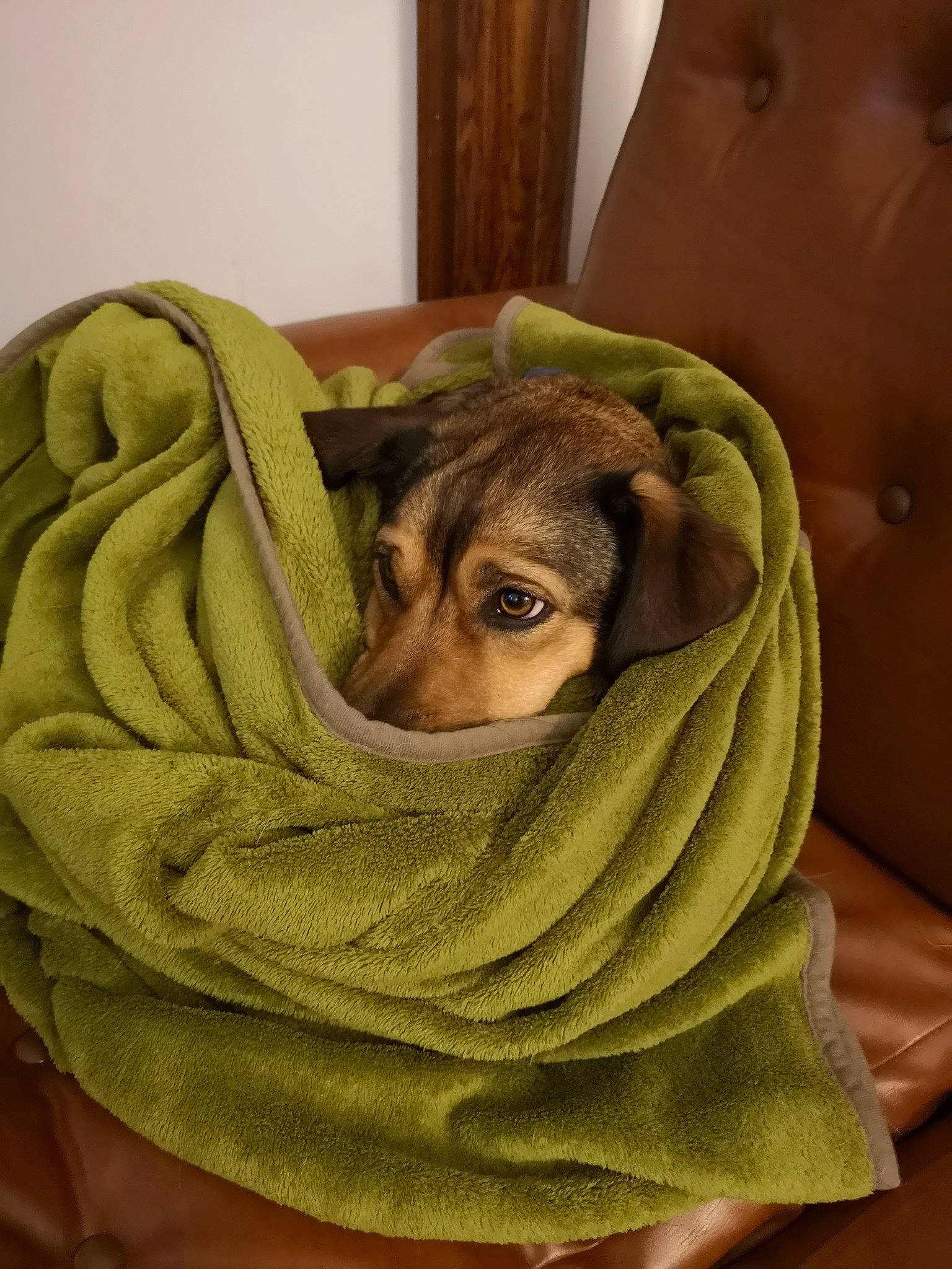 Ninette participe au concours pour gagner de l'argent avec cette photo : blanket, canidae, carnivore, comfort, companion_dog, dog_breed, fawn, linens, nap