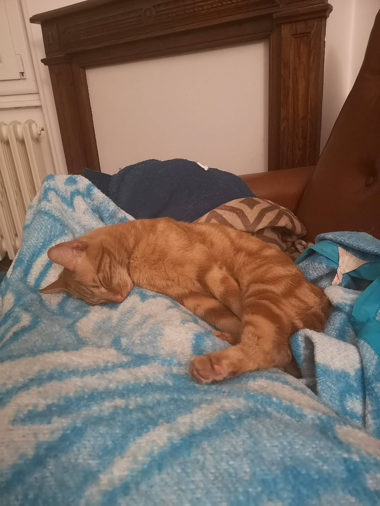 Okapi participe au concours pour gagner de l'argent avec cette photo : canidae, carnivore, dog, dog_breed, fawn, nap, sporting_group, vizsla