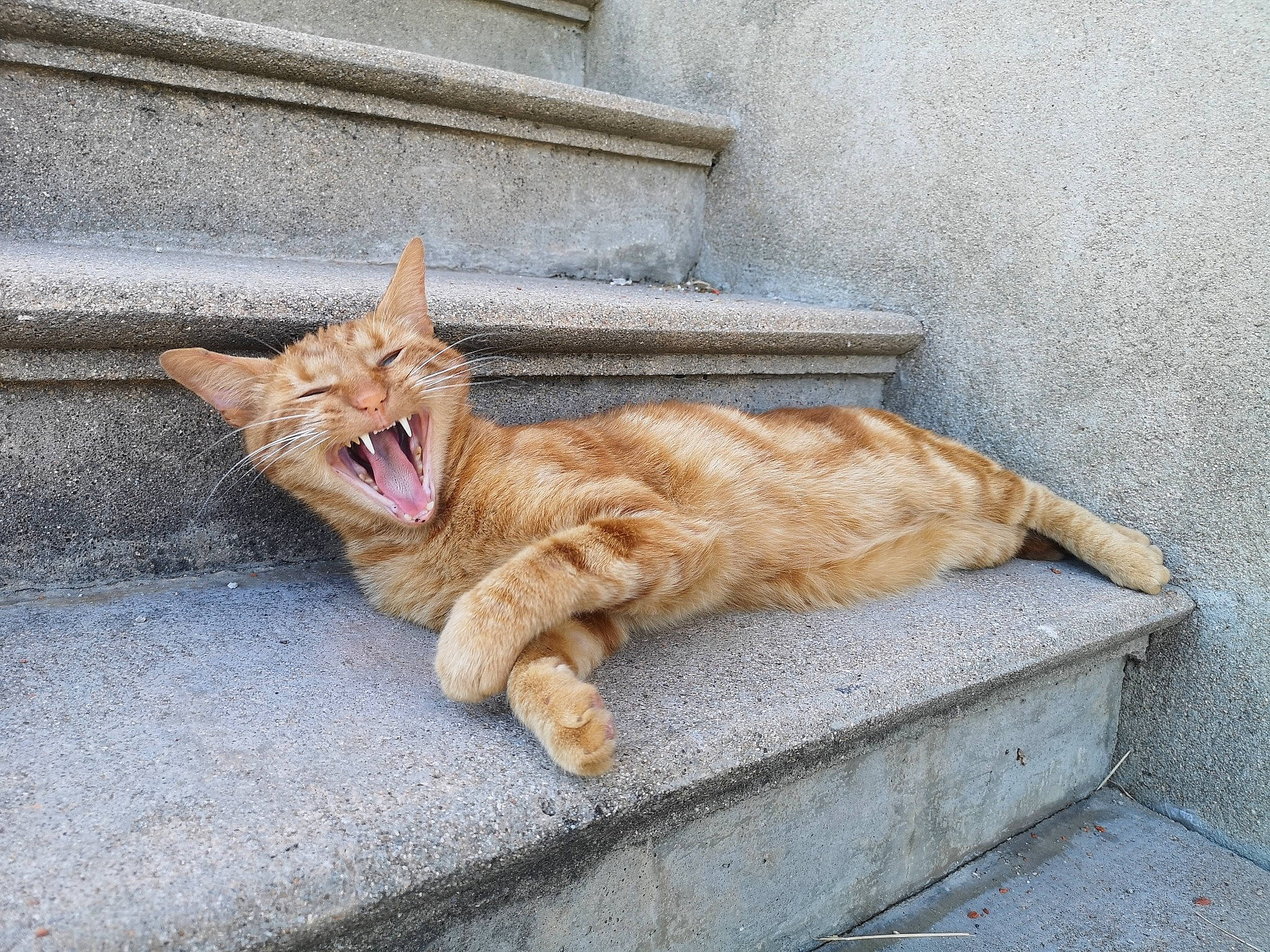 Okapi participe au concours pour gagner de l'argent avec cette photo : aegean_cat, carnivore, cat, ear, european_shorthair, eye, facial_expression, fawn, felidae, fur, kitten, leg, organism, small_to_medium_sized_cats, snapshot, snout, tabby_cat, tail, whiskers, yawn