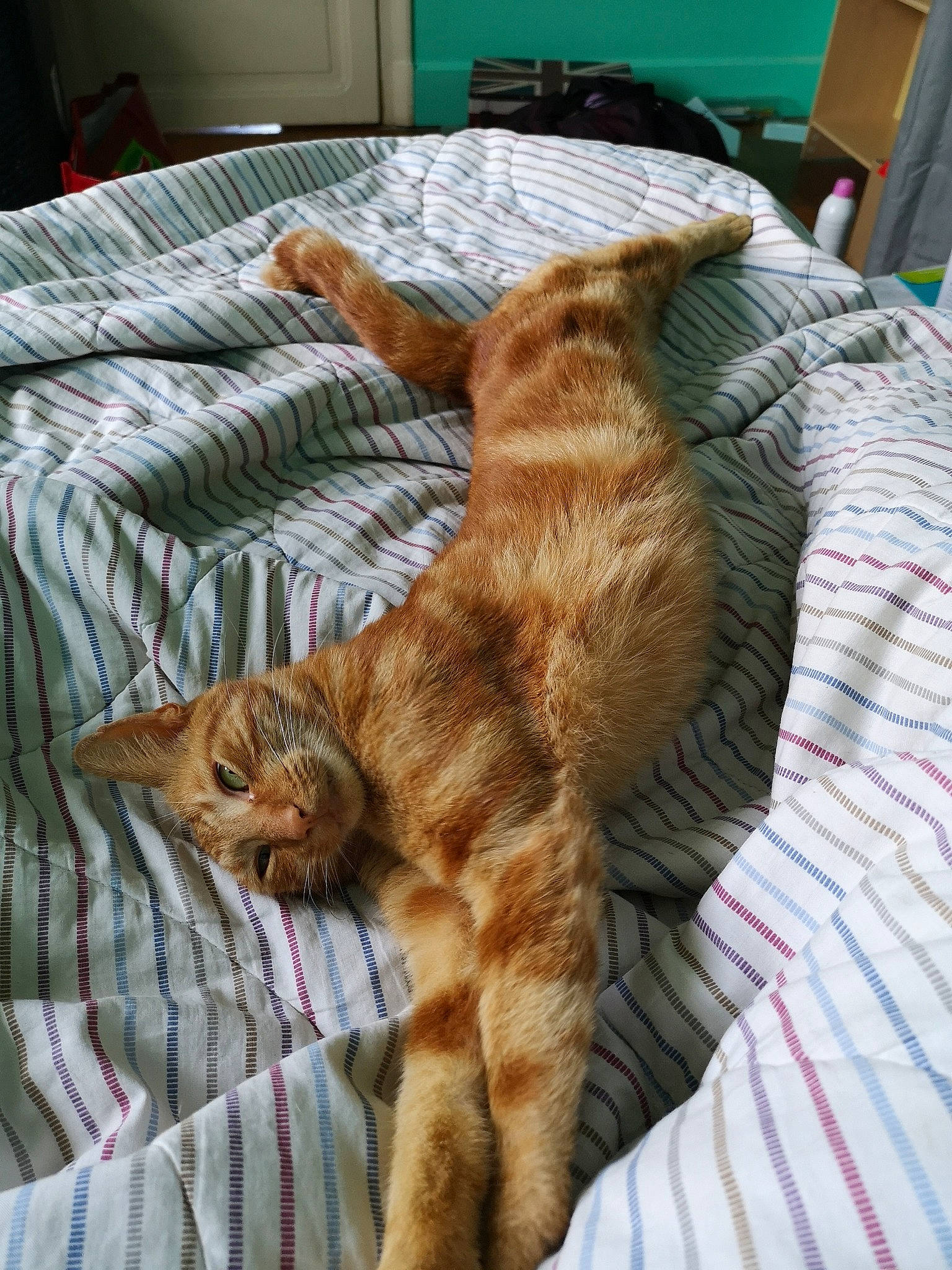 Okapi participe au concours pour gagner de l'argent avec cette photo : arabian_mau, asian, australian_mist, carnivore, cat, comfort, domestic_short_haired_cat, dragon_li, european_shorthair, felidae, fur, furniture, kitten, nap, ocicat, pixie_bob, small_to_medium_sized_cats, tabby_cat, tail, whiskers