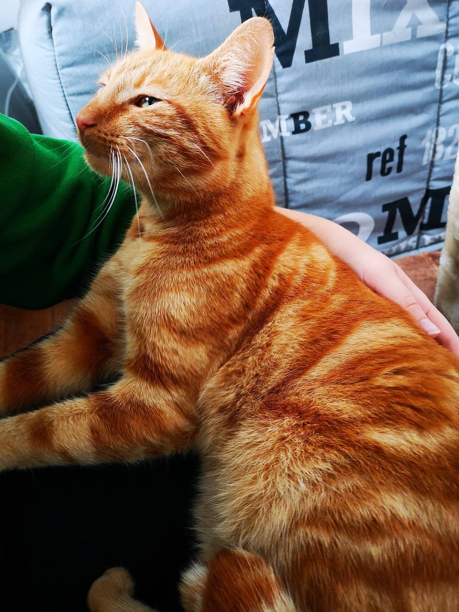 Okapi a rejoint le concours — aidez-le/la à gagner de superbes lots ! american_shorthair, arabian_mau, asian, carnivore, cat, domestic_short_haired_cat, dragon_li, ear, european_shorthair, felidae, fur, german_rex, kitten, mammal, small_to_medium_sized_cats, snout, tabby_cat, toyger, vertebrate, whiskers