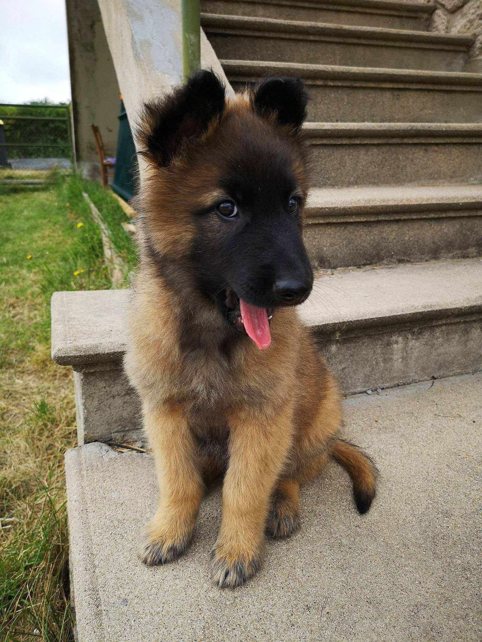 Rémus participe au concours pour gagner de l'argent avec cette photo : belgian_shepherd, belgian_shepherd_malinois, bohemian_shepherd, canidae, carnivore, dog, dog_breed, fawn, german_shepherd_dog, herding_dog, king_shepherd, laekenois, mammal, old_german_shepherd_dog, shiloh_shepherd_dog, tervuren, vertebrate