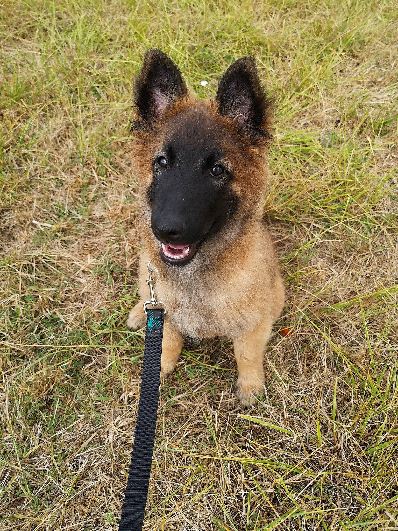 Rémus a rejoint le concours — aidez-le/la à gagner de superbes lots ! belgian_shepherd, belgian_shepherd_malinois, bohemian_shepherd, canidae, carnivore, dog, dog_breed, german_shepherd_dog, grass, groenendael, herding_dog, king_shepherd, laekenois, mammal, old_german_shepherd_dog, rare_breed_dog, shiloh_shepherd_dog, tervuren, vertebrate, working_dog