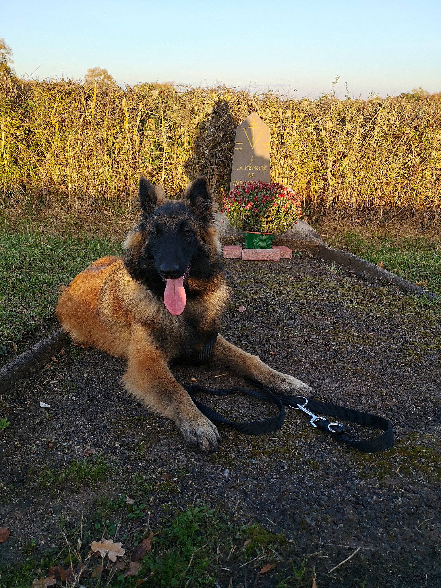 Rémus participe au concours pour gagner de l'argent avec cette photo : belgian_shepherd, belgian_shepherd_malinois, bohemian_shepherd, canidae, carnivore, dog, dog_breed, east_european_shepherd, fawn, german_shepherd_dog, herding_dog, king_shepherd, laekenois, mammal, old_german_shepherd_dog, shiloh_shepherd_dog, tervuren, vertebrate, working_dog