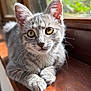 cat, kitten, gray_cat, tabby, pet, animal, closeup, portrait, whiskers, golden_eyes, paws, windowsill, wood, indoor, fur, ears, sunlight, bokeh, domestic, adorable
