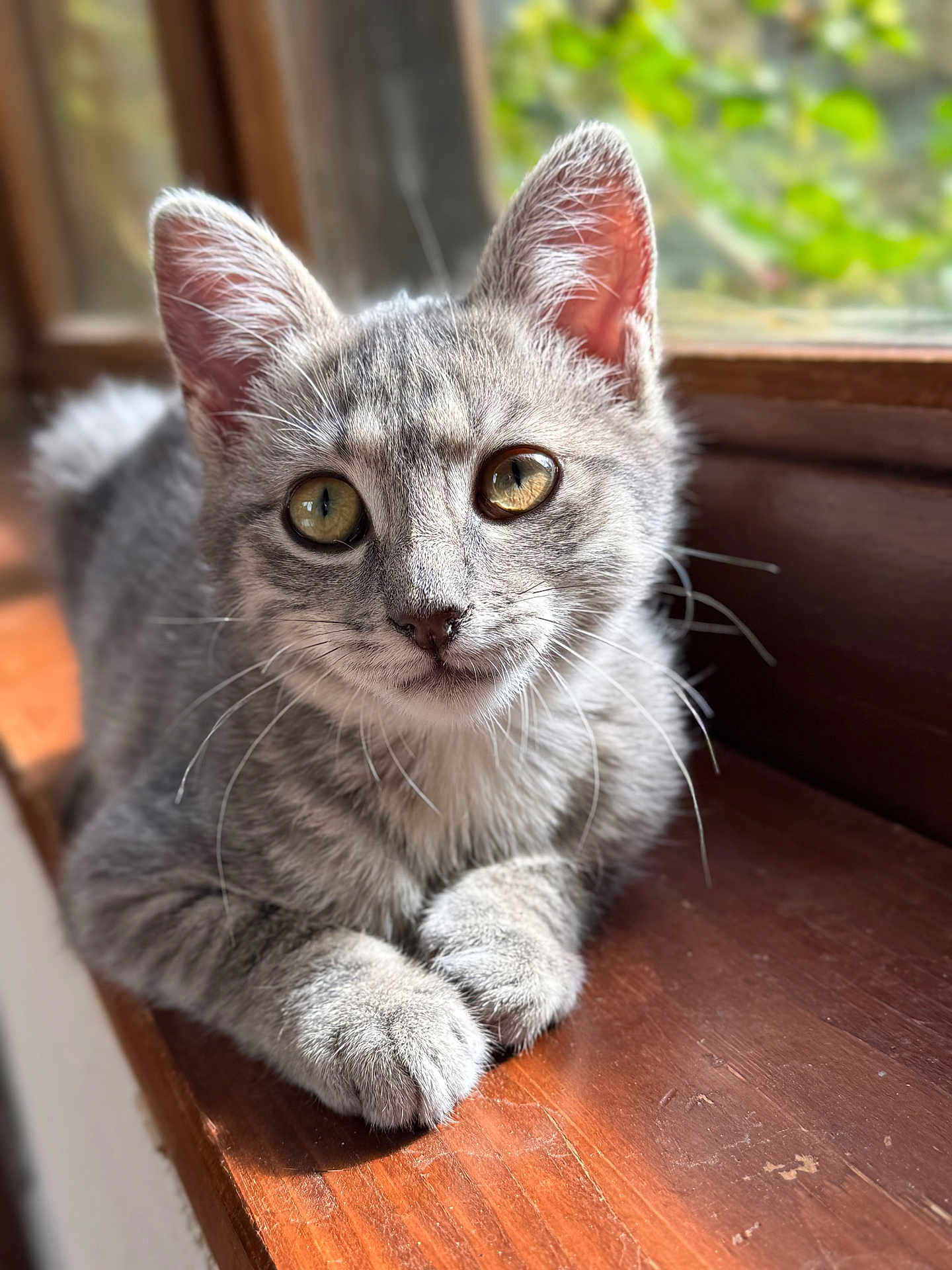 Mogwai participe au concours pour gagner de l'argent avec cette photo : cat, kitten, gray_cat, tabby, pet, animal, closeup, portrait, whiskers, golden_eyes, paws, windowsill, wood, indoor, fur, ears, sunlight, bokeh, domestic, adorable
