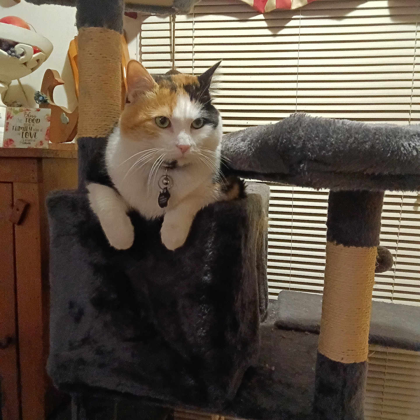 Callie Marie is registered to the contest to win money with this photo: cat, calico_cat, cat_tree, indoor, furniture, window_blinds, curtains, wooden_cabinet, decor, pet, animal, whiskers, collar, relaxed, feline, domestic_animal, curious, soft_texture, household, resting