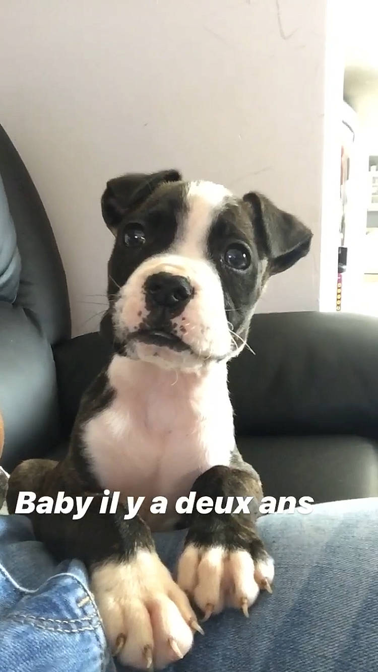 Oxbow participe au concours pour gagner de l'argent avec cette photo : american_pit_bull_terrier, american_staffordshire_terrier, boston_terrier, canidae, carnivore, companion_dog, dog, dog_breed, fawn, mammal, molosser, non_sporting_group, pit_bull, puppy, rare_breed_dog, snout, sporting_group, staffordshire_bull_terrier, toy_bulldog, vertebrate